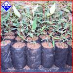 Non Woven Weed Control Fabric Material , Polypropylene Landscape Fabric