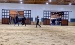 Durable Horse Stall Fronts Temporary Interlock Double Dutch Door