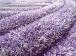 3D Polyester Microfiber Mixed With Polyester Shaggy Rug Modern Carpet(3001)