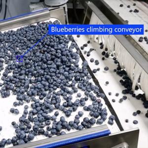Wholesale PLC Control System Blueberries Fruit Sorting Machine 380V 99.9% Accuracy from china suppliers