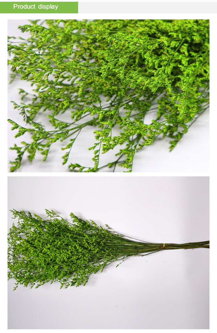 Beautiful Preserving Eucalyptus Foliage Dry Desmodium For Craft