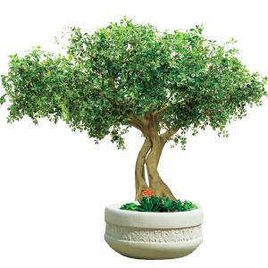 Wholesale Artificial Pittosporum Ficus Tree No Sunlight S Shape Trunk Wide Leaf Cover Plant from china suppliers