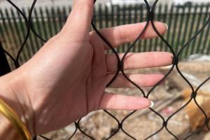 Wholesale Green Aviary Wire Mesh 30*30mm Stainless Steel Aviary Mesh 2.0mm Wire Diameter from china suppliers