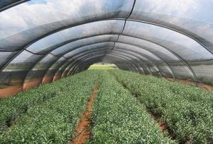 Wholesale Hdpe Anti UV Greenhouse Roof Shade Netting , Polyethylene Shade Net from china suppliers
