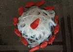 500g Non GMO Crystal Dry Bean Longkou Vermicelli Bean Thread