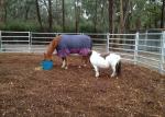 Hdg Tube Australia 1.8m High Heavy Duty Cattle Panel With 6 Bars