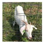 Metal Frame Galvanized 5 6 7 8 ft Fixed Knot Farm Fence for Sheep and Deer