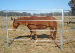 Cattle Fencing Panels 1.8m x2.1m