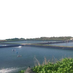 Wholesale Waterproof Anti-Seepage HDPE Geomembrane Pond Liner in Green Color for Pond Construction from china suppliers