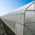 Width 8m 9m 10m Tunnel Plastic Greenhouse For Vegetables Growing