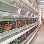 Poultry Farm Hen Layer Chicken Cage H Frame Automatic Laying 8tiers