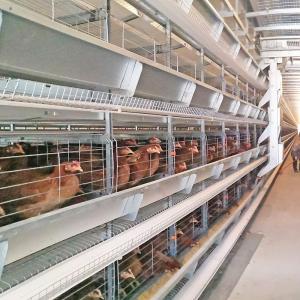 Wholesale H Type Poultry Battery Cages Automatic Egg Layer Chicken Farm Laying Hens from china suppliers