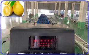 Wholesale Intelligent Lemon Sorting Machine 2 Channel 380V 50Hz Lemon Grading Machine from china suppliers