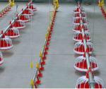 Drip Cup 4mm Automatic Drinking System For Poultry House Accessories