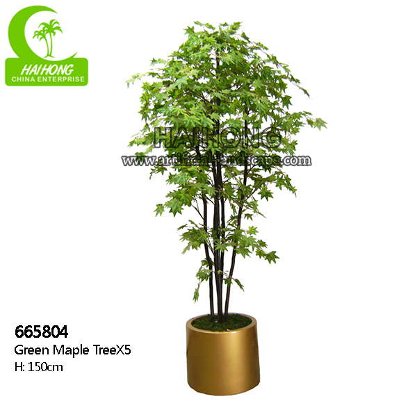 maple tree