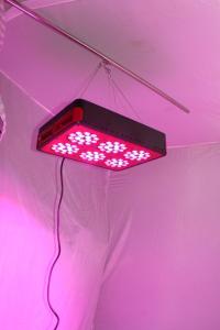 Wholesale greenhouse module design 210w CIDLY LED 6 LED grow lighting panel for MJ, tomato from china suppliers