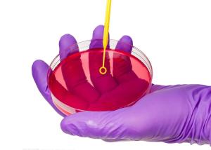 Wholesale Disposable Microbiology Plastic 1ul 10ul Inoculating Loop With Needle Cell Scraper from china suppliers