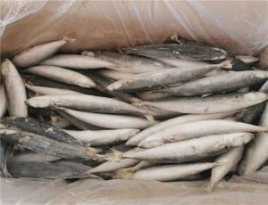 Wholesale IQF Frozen 90g 100g Muroaji Fish With 24 Months Shelf Life from china suppliers