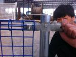 Hot Sale Double Rings Protection Fence / Panel Loop Double Ring Fence With Low