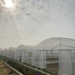 Hot Dip Galvanized Steel 4m Single SpanWaterproof Film Cover 9m Tunnel Plastic