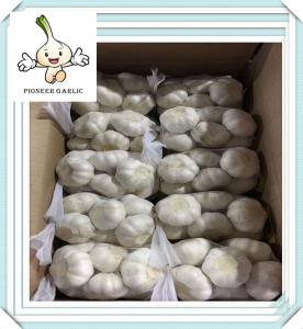 Wholesale Fresh Normal White Garlic and Pure White Garlic From Shandong from china suppliers