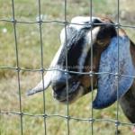 Hot Dipped Metal Type Iron Chicken Nets Farm Fencing Wire Mesh for Poultry