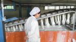 Small Nitrile Glove Manufacturing Machine Latex Surgical Glove Production Line
