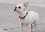Watermelon Dog Collar And Leash Harness Reflective Dog Accessories