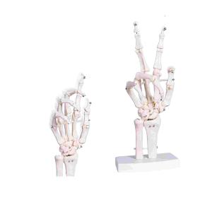 Wholesale Human Life Size Finger Bone Flexible for Medical Demonstration Study Education with Base Skeleton Hand Joint Model from china suppliers