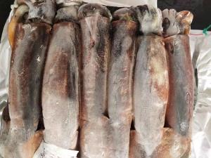 China Whole Round BQF 400g 600g Good color Argentina Frozen Illex Squid on sale