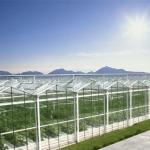 A Type Roof Glass Greenhouse for Hydroponic Vegetables Optimal Growing