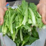 30KG Small stainless steel vegetable food dehydrator dehydrator steamed stuffed