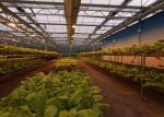 Industrial Polycarbonate Panel Greenhouse Uniform Illumination Good Air