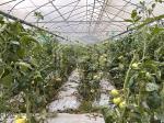 Hot Dip Galvanized Steel Pipe Green House Hothouse Ventilated Plastic Sawtooth