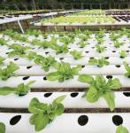 Multi-Span Film Greenhouse for Grass Planting and Flowers