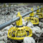 300g Pan Capacity Chicken Farm Equipment 380V 220V Broiler Raising