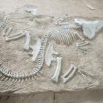 Shopping Mall Dinosaur Bone Replicas , Dinosaur Replica Fossil Skulls