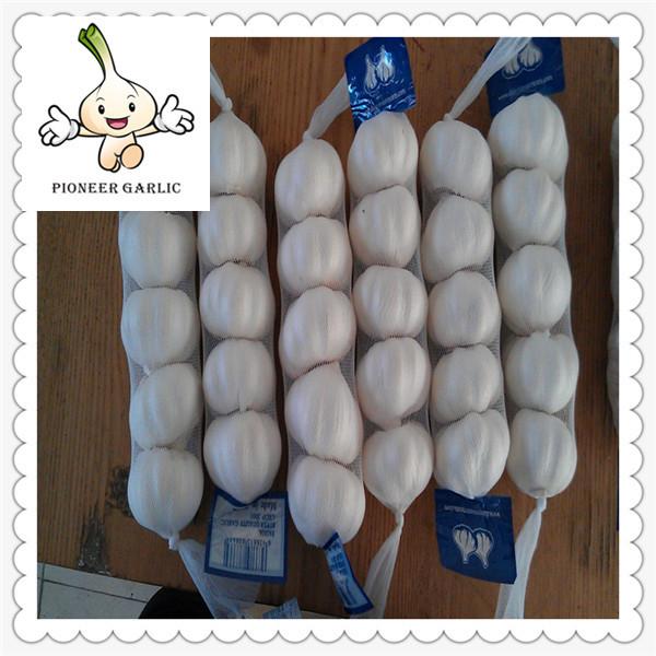 Vegetabless Product Type and Fresh Style white garlic 2016 crop purple garlic 5