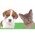 Daily Cleansing Pet Wet Wipes for Dogs and Cats with Good Quality