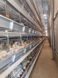 Wholesale Layer Battery Cage System Accommodating 90 Chickens, Ideal For Efficient Laying Hen Management In Poultry Farms. from china suppliers