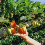 Multi-Span Greenhouse for Vegetable Production US 20/Square Meter Min. Order