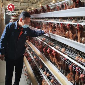 Wholesale A Frame Hot Galvanized Layer Battery Chicken Cage 160 Birds from china suppliers