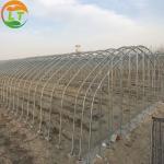 Film Cover Galvanized Skeleton Agricultural Equipment for Mushroom Growing