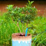 Farming Watering System For Potted Plants , Greenhouse Drip Irrigation System