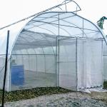 Agriculture Single Span Single Tunnel Umbrella Roof Vent Greenhouse For Hot Area