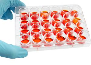 Wholesale Non Treated Micro 24 Well Cell Culture Plate With Insert from china suppliers
