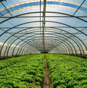 Wholesale Stable Structure Tunnel Greenhouse for Vegetable Fruits Flowers in Ghana Easy Assembly from china suppliers