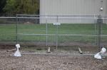 1⅞"(48mm) tubing 6ft x 10ft cross brace temporary construction steel fence chain