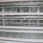 Egg Holding Wired Layer Farming Cage , Scientific Designed Layer Hen Cages