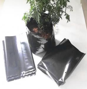 China Polyethylene black grow bags plastic seeding nursery bags on sale